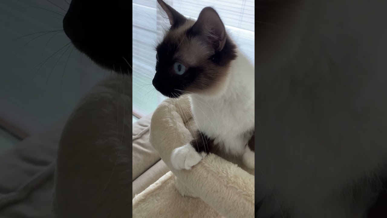 ラグドールのたぬきみたい猫 #cat #猫 #猫のいる暮らし #保護猫 #ragdoll #ragdollparcore #子ネコ #ラグドール #ragdollkittens #猫好きさんと繋がり
