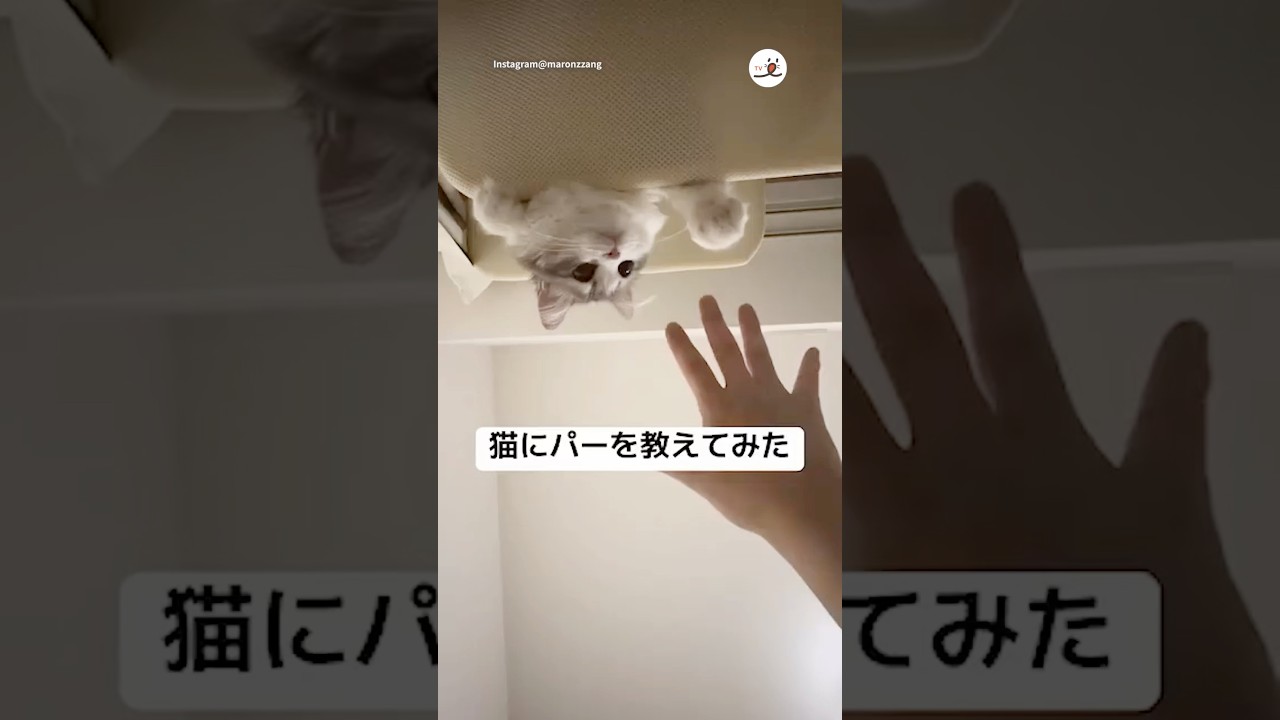 真似っこしてる〜🤭💕｜PECO
