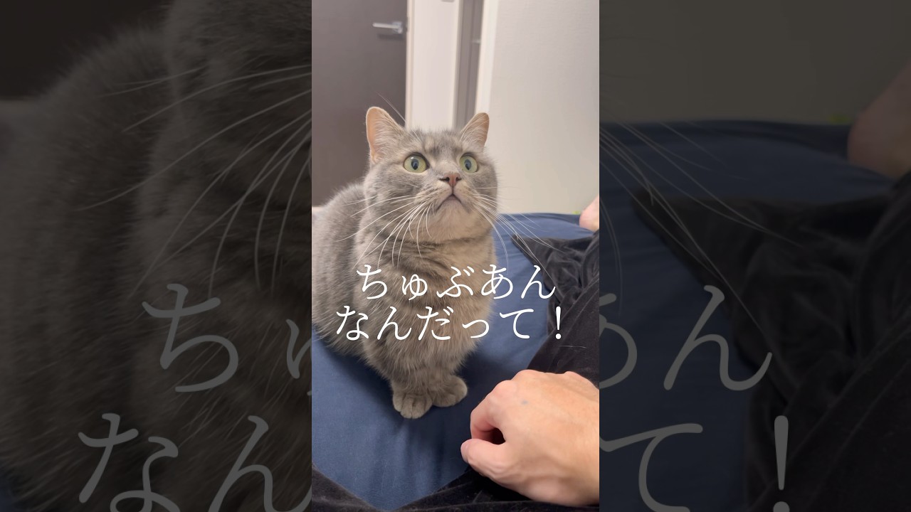 大事なことを伝えに行く猫が愛おしすぎた...#shorts #猫 #マンチカン