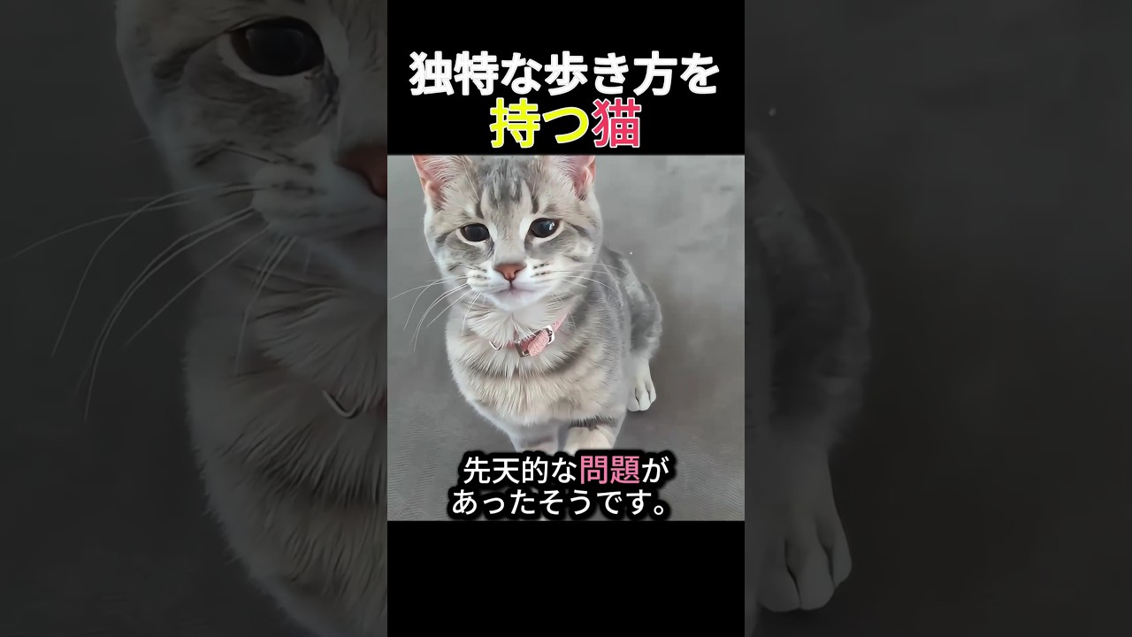 独特な歩き方をする猫    #猫 #可愛い #保護猫 #ほっこり
