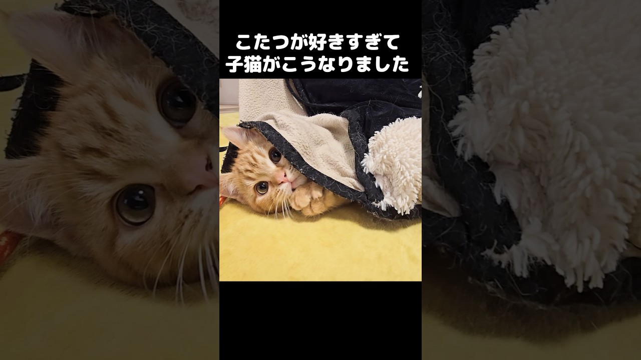 こたつが好きすぎて子猫がこうなっちゃいました...#shorts