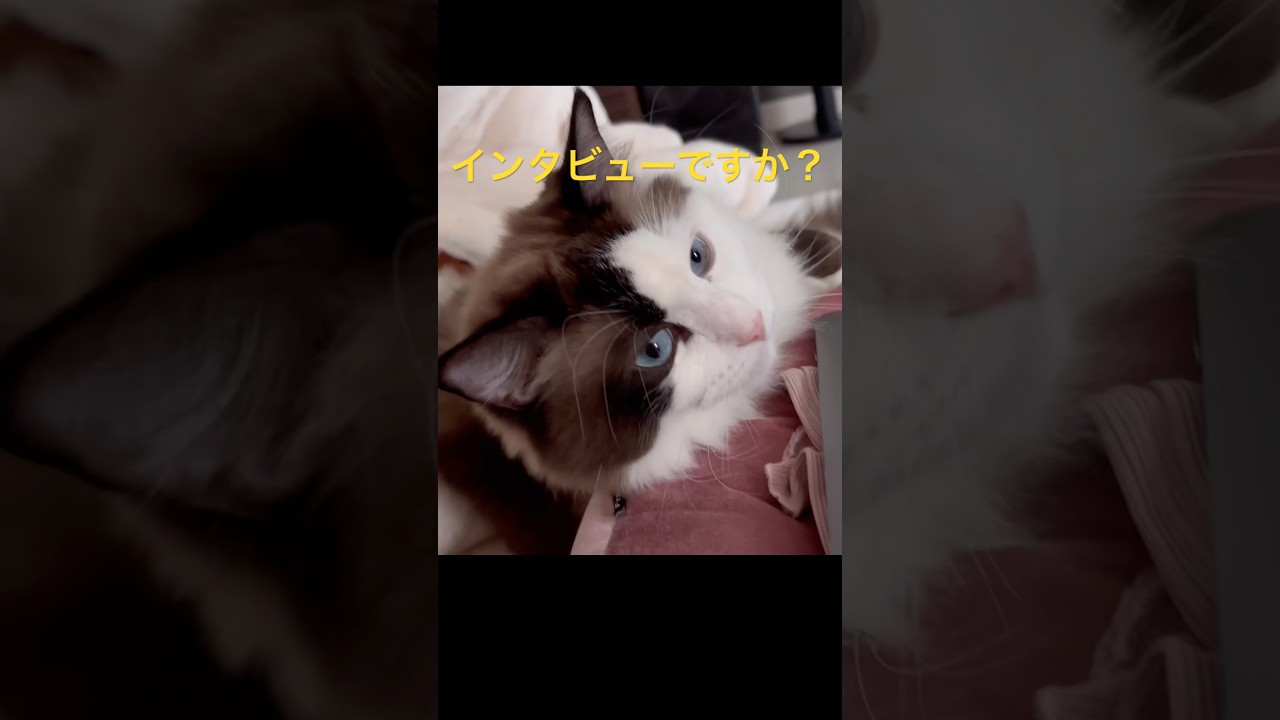 【猫動画】ギンちゃんにインタビュー😈#shorts #猫 #ラグドール