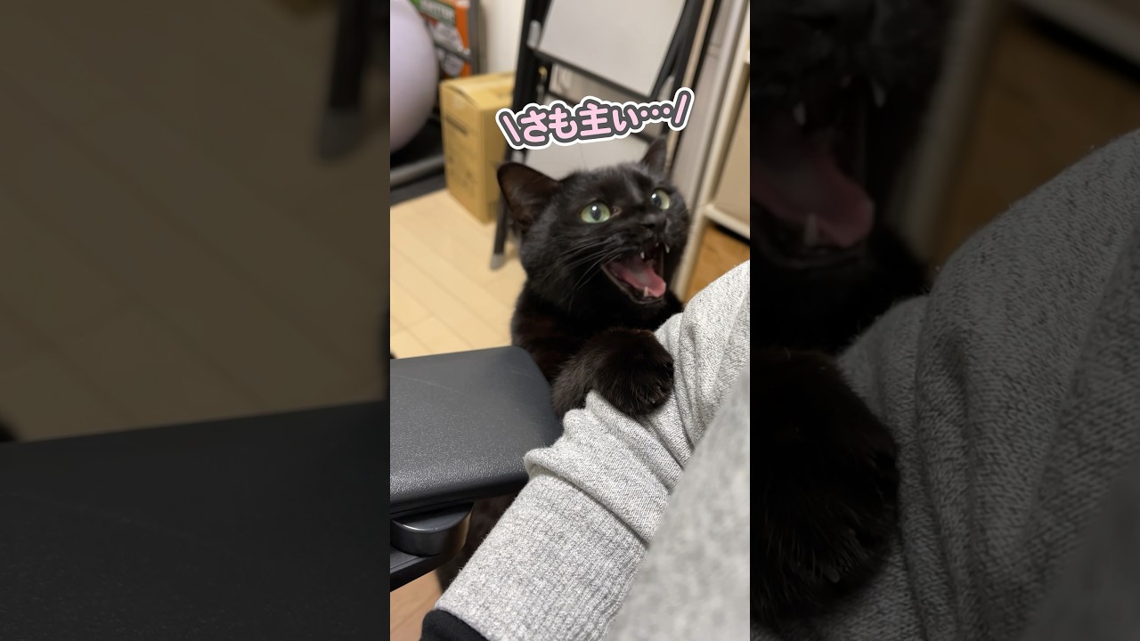「おひざ乗せてぇ…」と、世界一可愛くお願いする猫
