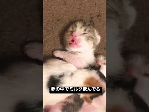 夢の中でミルク🍼#子猫#マンチカン#可愛い