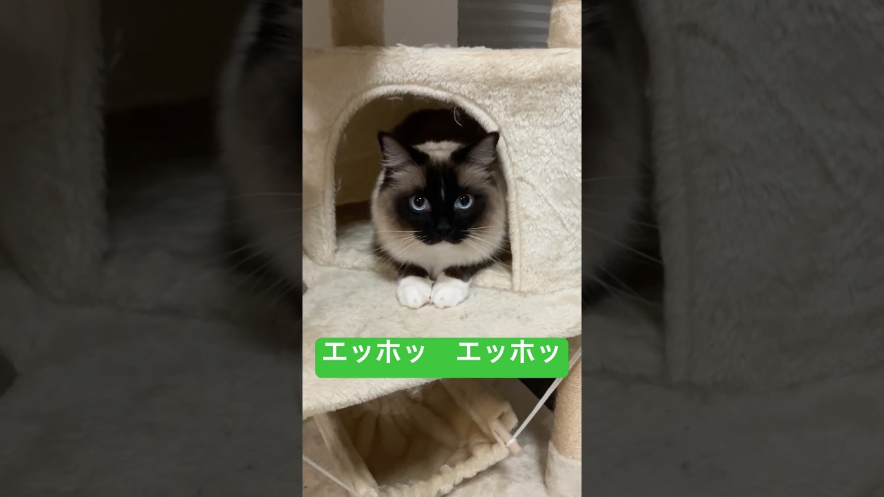 ラグドールのたぬきみたい猫エッホッ #animals #pets #犬のいる生活 #癒し #可愛い #ragdoll #cat #ragdollparcore #猫のいる暮らし #子ネコ