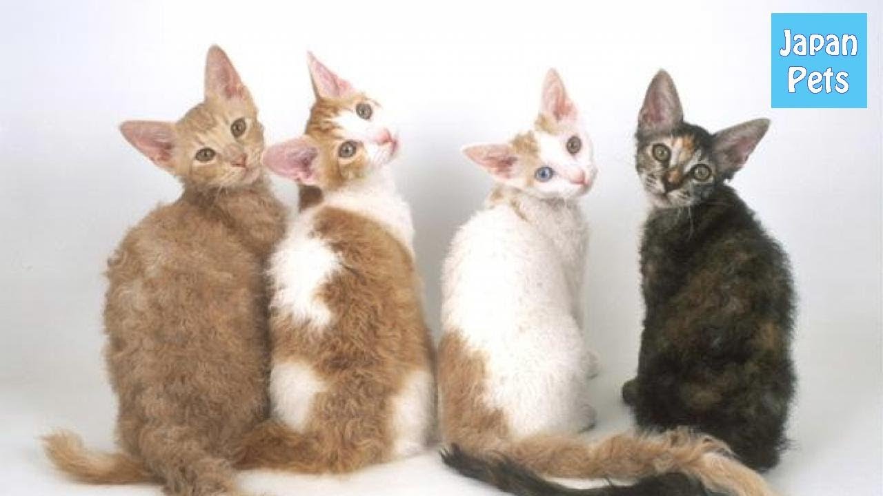 突然変異で誕生したくるくる天然パーマの猫。ラパーマの誕生秘話。 - Japan Pets