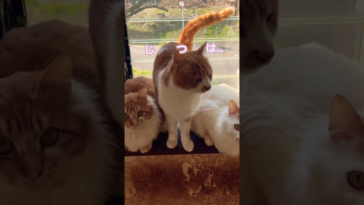 いつもと違うところ気づいた？#cat #catlover #cute #ねこ#里親さん募集