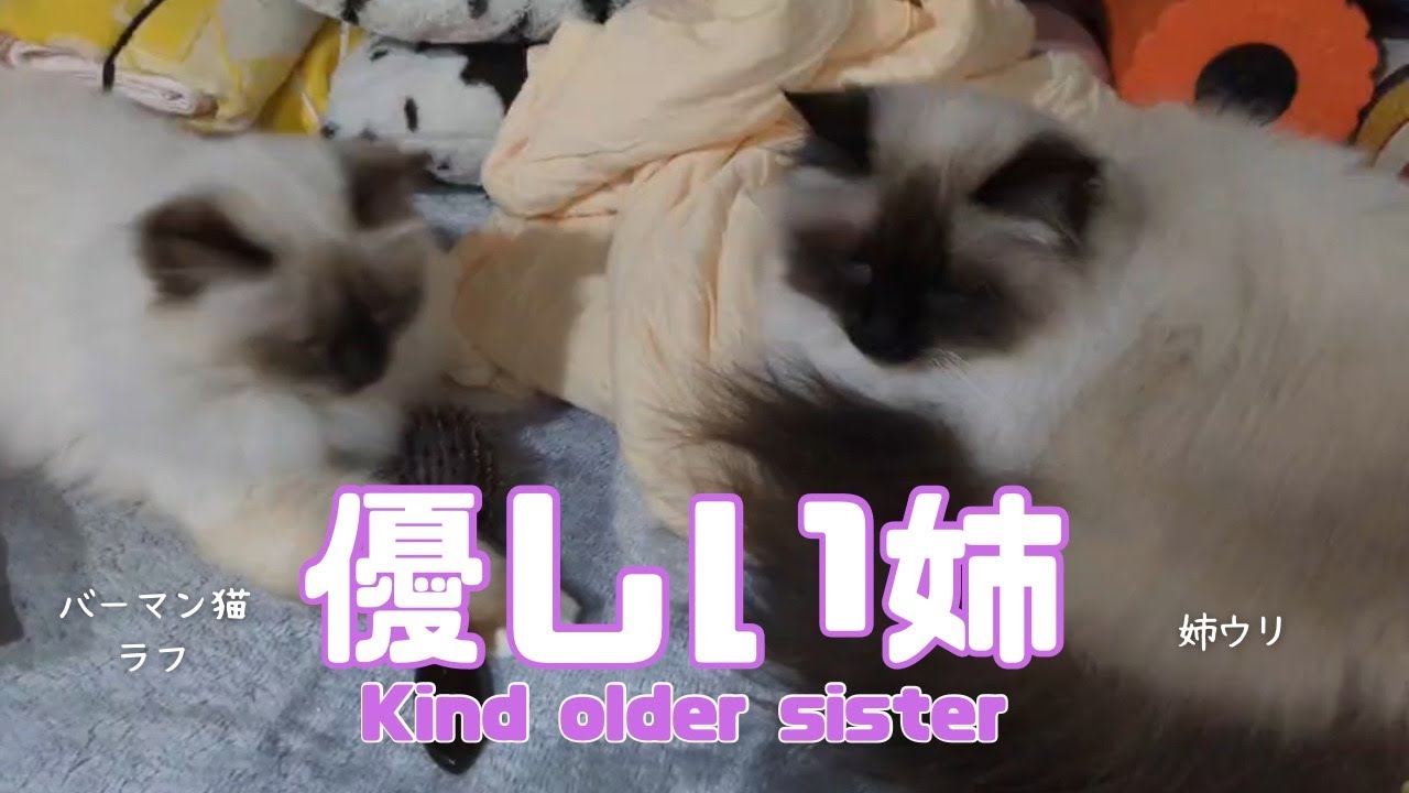 バーマン猫ラフとガブとウリ【優しい姉】Kind older sister（バーマン猫）Birman/Cat