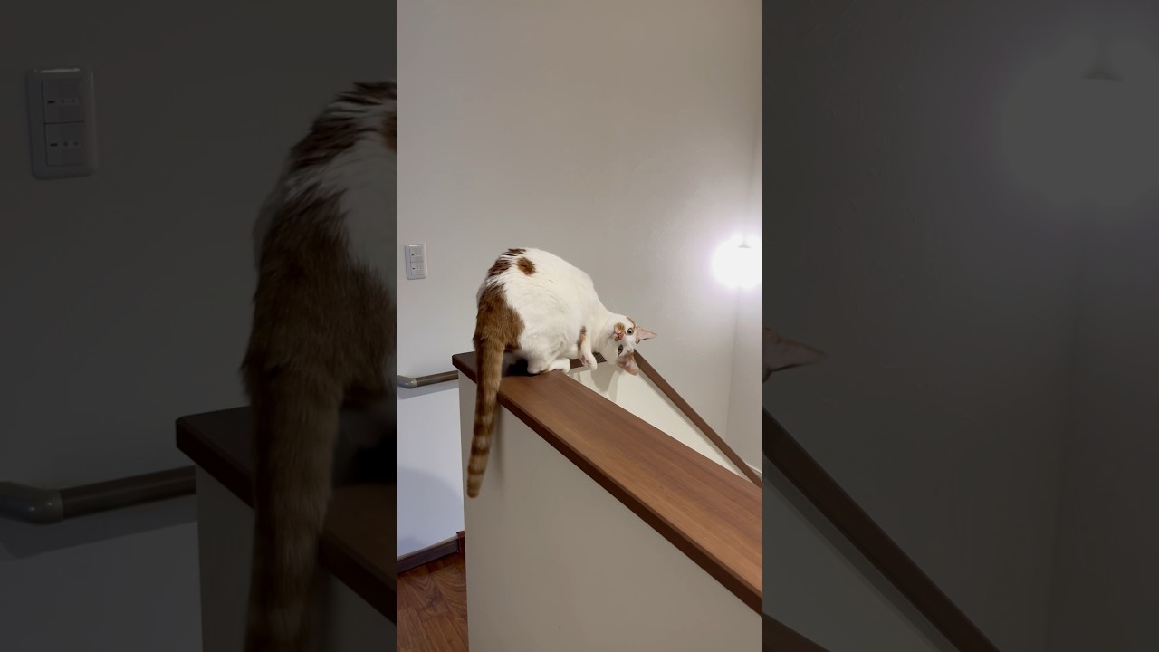 私をハラハラさせる猫 #cat #日本猫 #保護猫