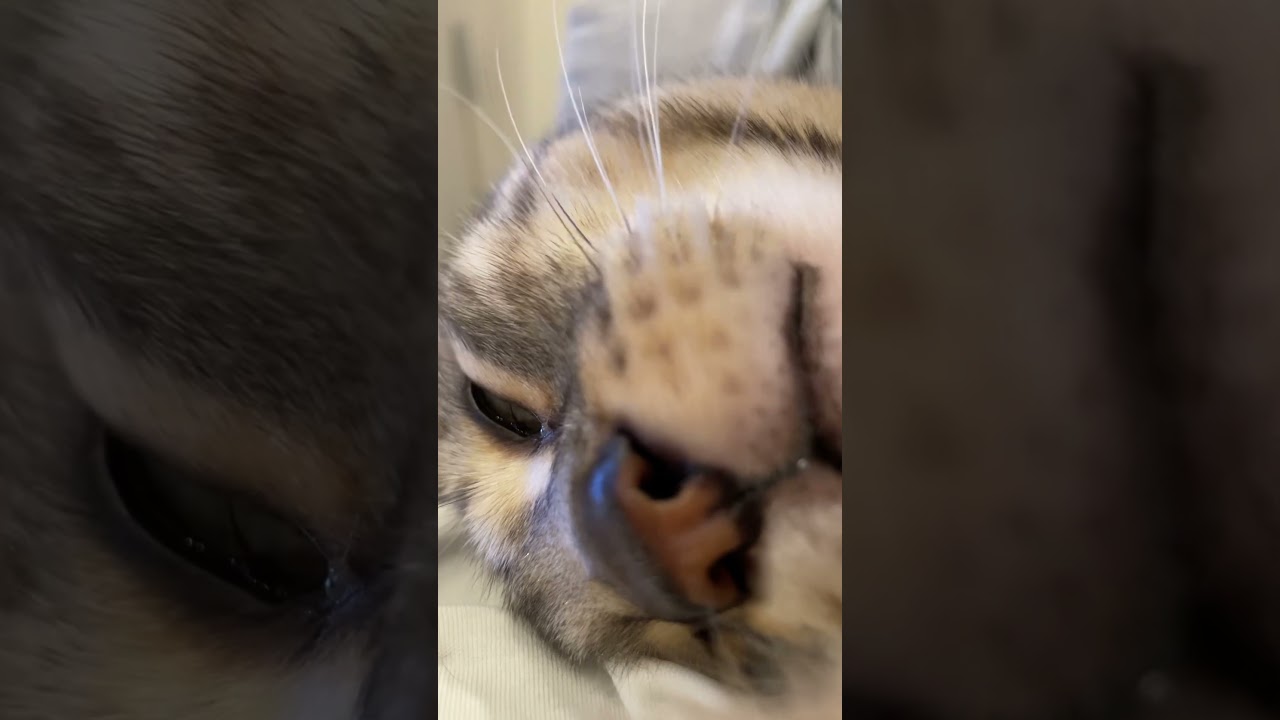 夢を見て唸りながらビクンビクンしてる猫 #ルトロゼ #ベンガル #cat