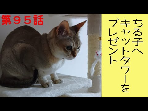 シンガプーラ猫へキャットタワーをプレゼントしました
