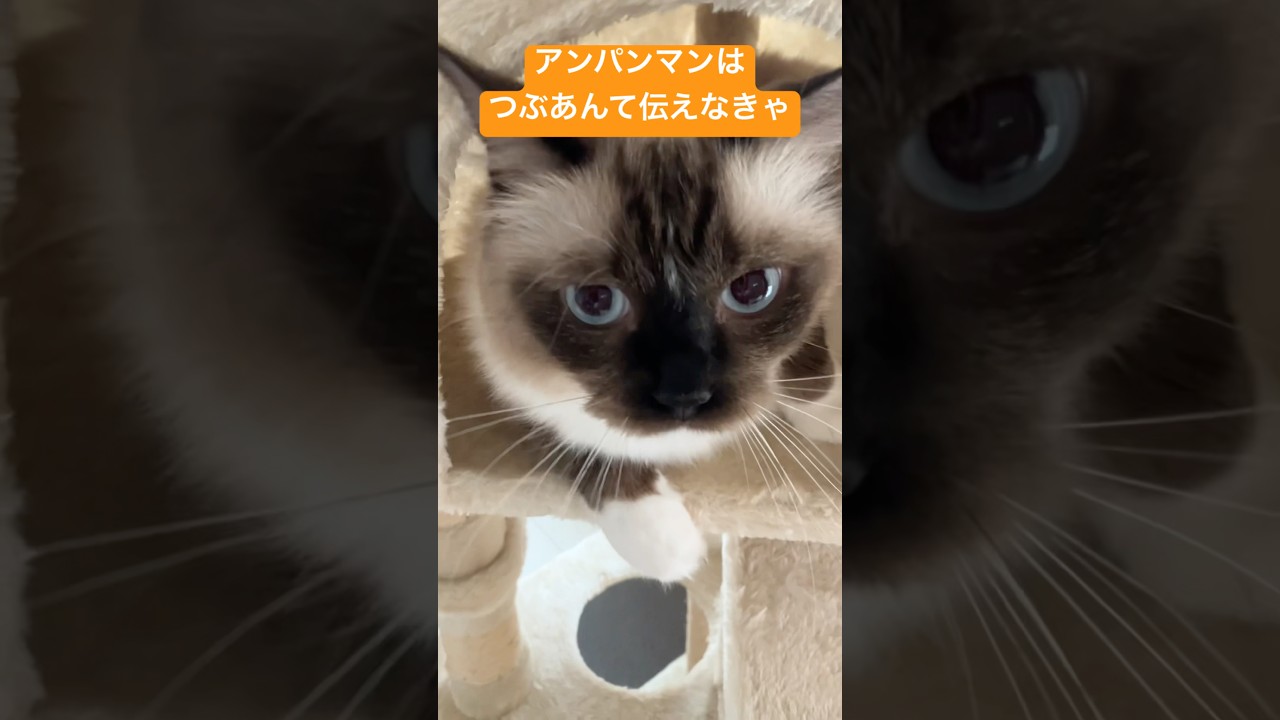 猫たちから伝えたいことがあります #ragdolls #cats #shorts #ラグドール #猫のいる暮らし #猫動画 #ショート