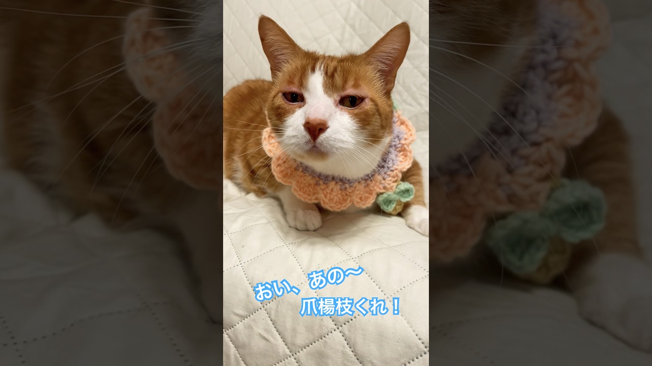 【CAT】爪楊枝くれ！ #shorts #cat #catlover