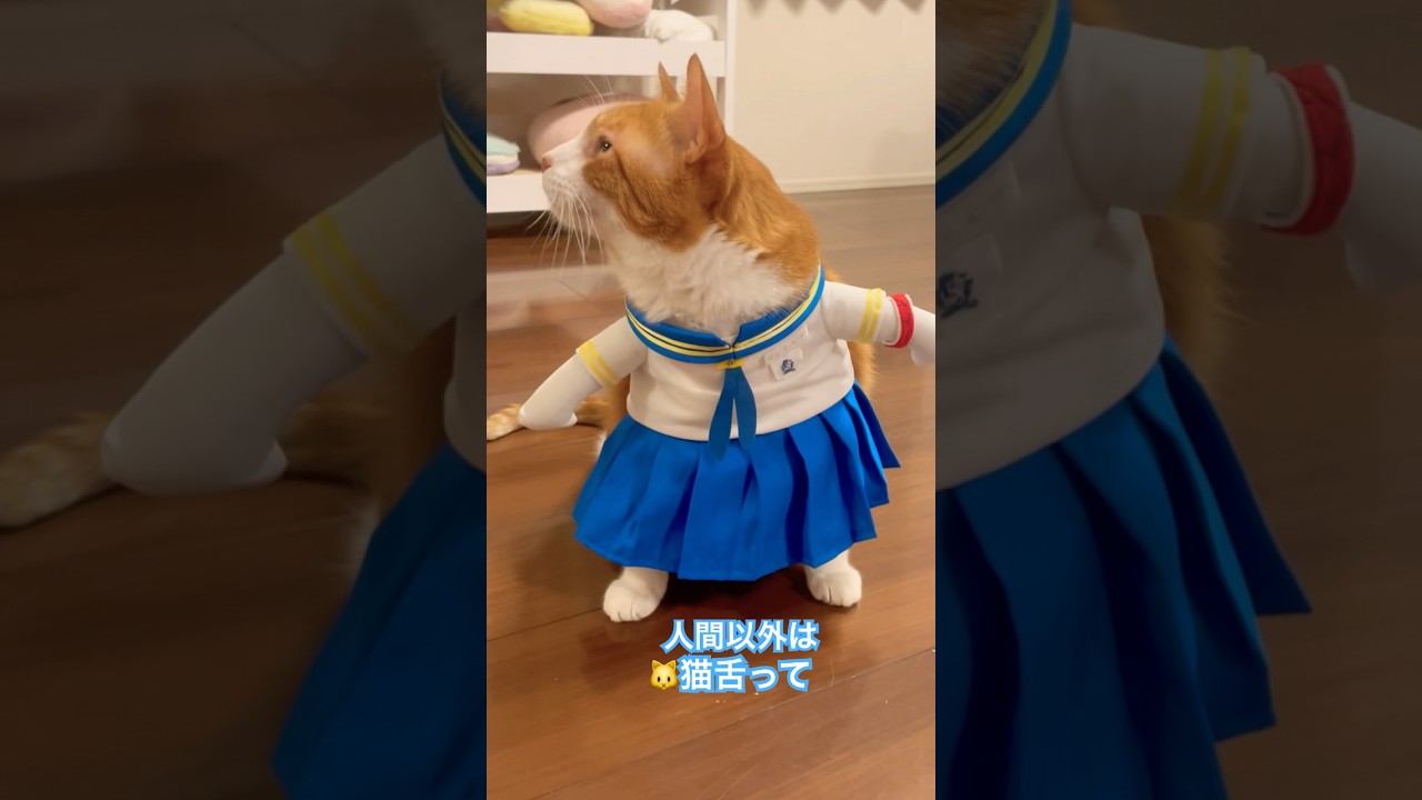 エッホエッホするねこ#猫 #cat #猫のいる暮らし #ねこ動画