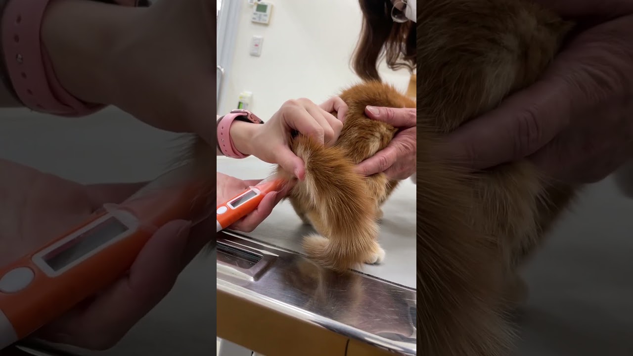 体温計りますねー、😼えっ、そこ⁉️🙀　#short #cat #Munchkin #ねこ #マンチカン