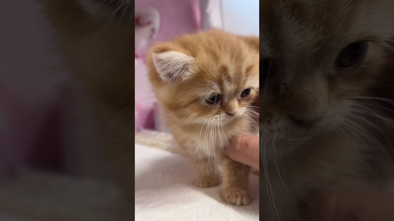 【ご家族様募集中】中足マンチカン男の子♡ #cat #かわいい子猫 #kitten #子猫 #cute #子猫ブリーダー #長足マンチカン #マンチカン #子猫 #子ネコ