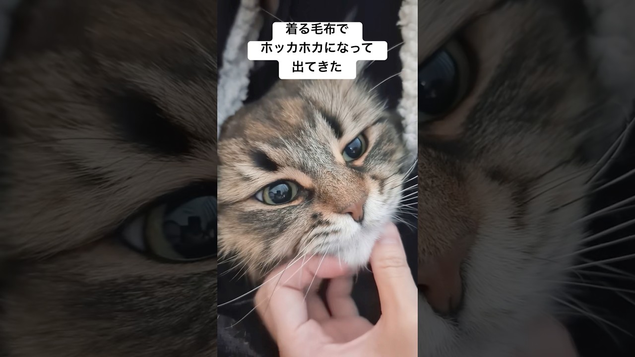 たぶん今シーズン最後？着る毛布ネコ #猫 #サイベリアン #着る毛布