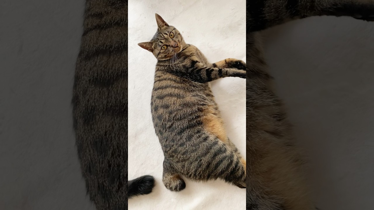 モカちゃんもブラッシングしたよฅ^•ω•^ฅ #shorts #cat #japanesebobtail #ジャパニーズボブテイル #キジトラ #ねこ