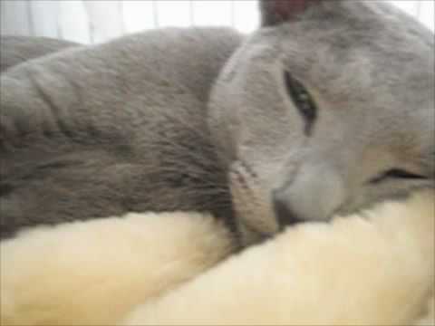 陸キャットショー.m4v