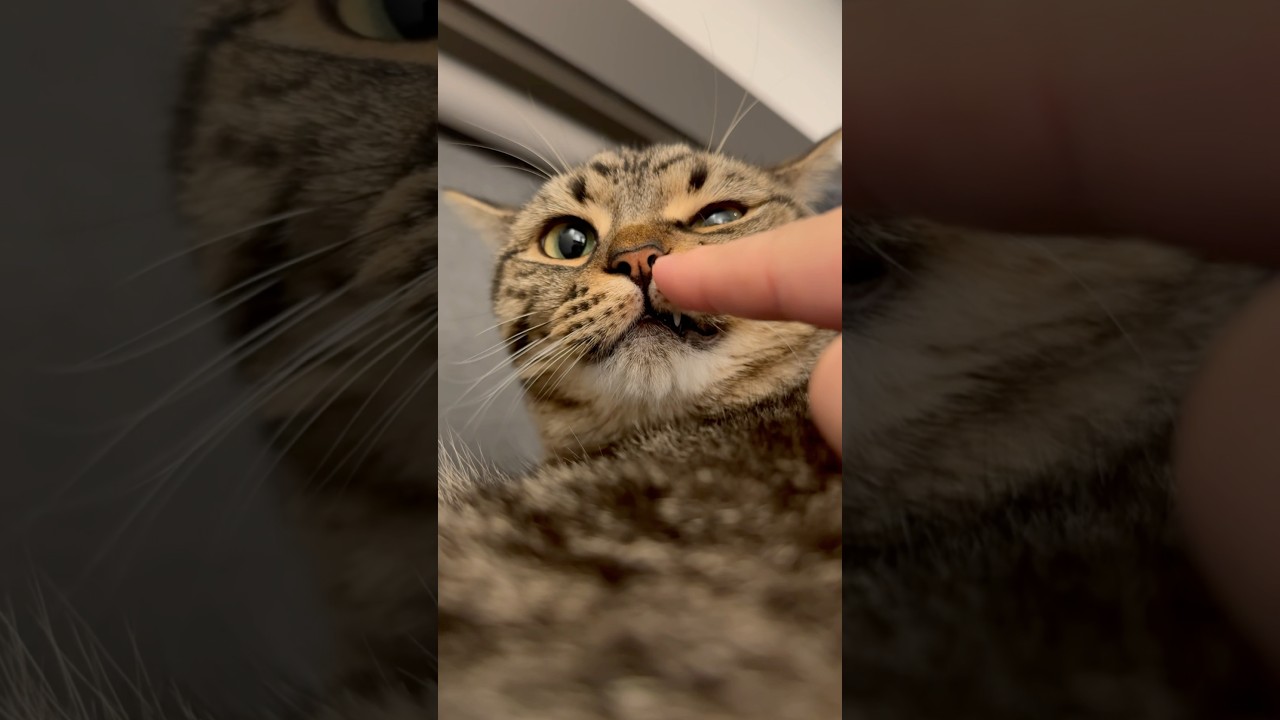 ママのお出迎えよりも睡魔が勝つ猫たちwww #shorts #猫 #cat