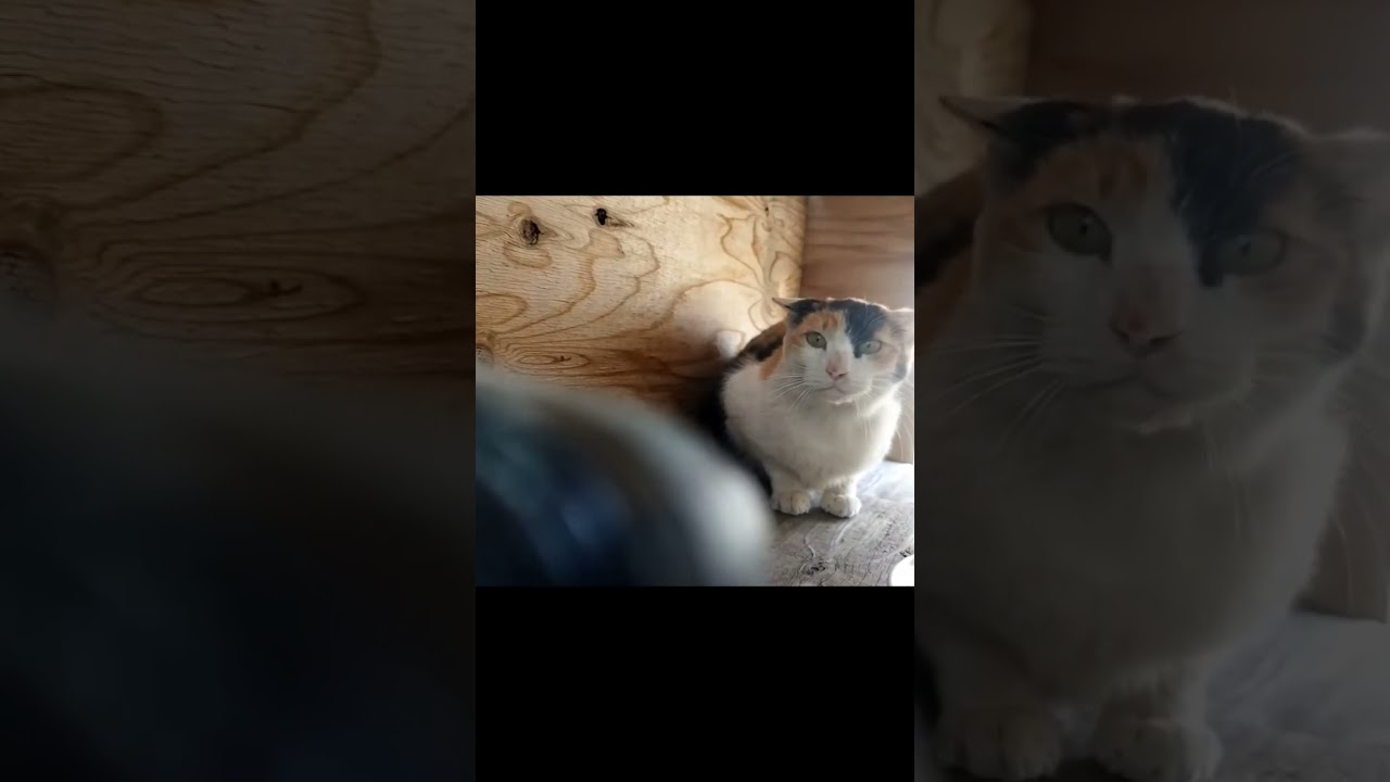 野良猫ちゃん、「シャー」と猫パンチ👊はするけど、ご飯は食べる🤭