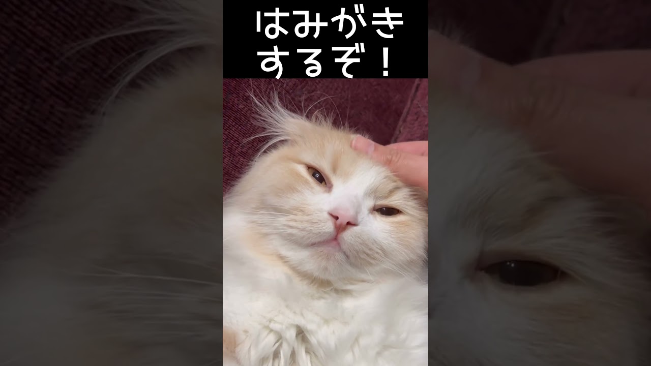 チュール食べたら歯磨きするぞ〜⭐︎#スコティッシュフォールド #cat #子ネコ #もふもふ部 #猫のいる暮らし #猫好きさんと繋がりたい #shorts