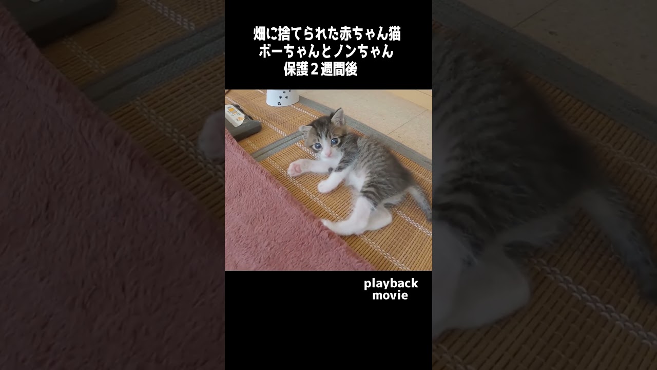 【畑に捨てられた子猫たち】 #保護猫 #ねこ🐈️＃ミセカイ＃それは心地良い夢でした。