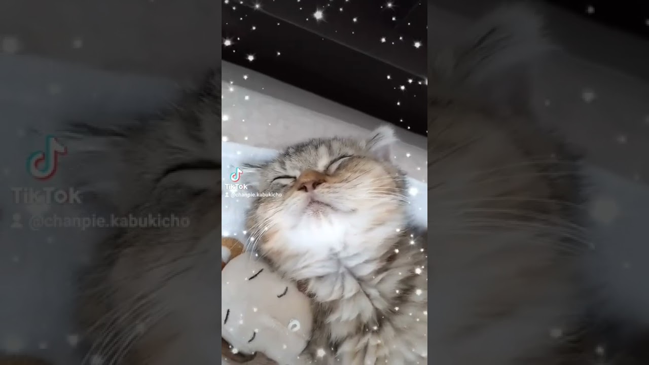 まくら取られたけどかわいいからゆるす#マンチカン #子猫 #ちゃんぴえ