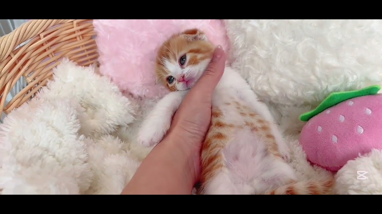 スコティッシュフォールド 猫の日に生まれました🩷タレ目の可愛い僕です☺️