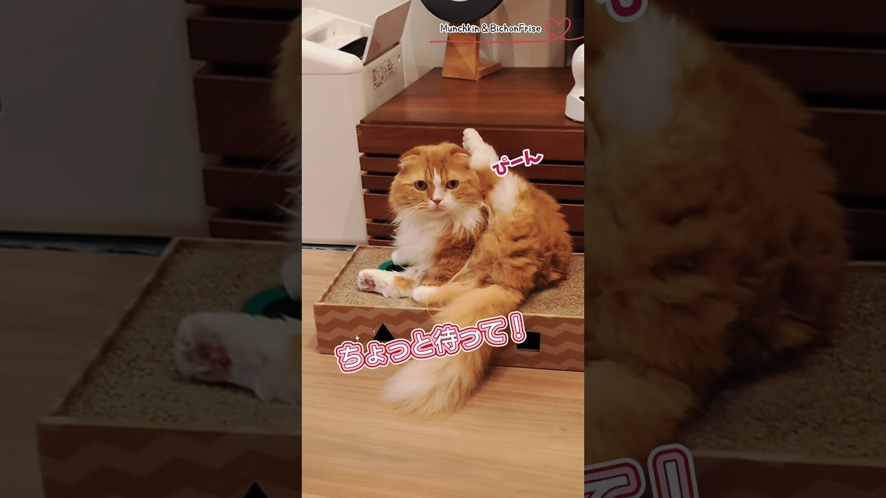 【マンチカン】すごい格好で時を止めてしまった女王猫 【犬と猫、両方飼ってると毎日かわいい♥】