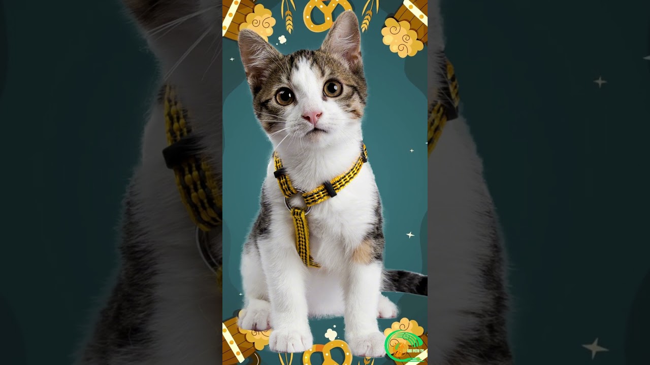 THE 10 SMARTEST CAT BREEDS 🌍 – CATS HAVE IQ TOO? WHICH ONE IS #1?