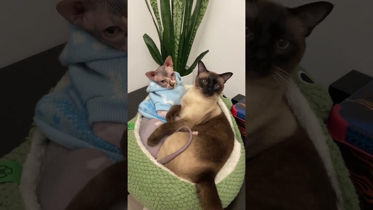 #Shorts#cat#catlover#pets