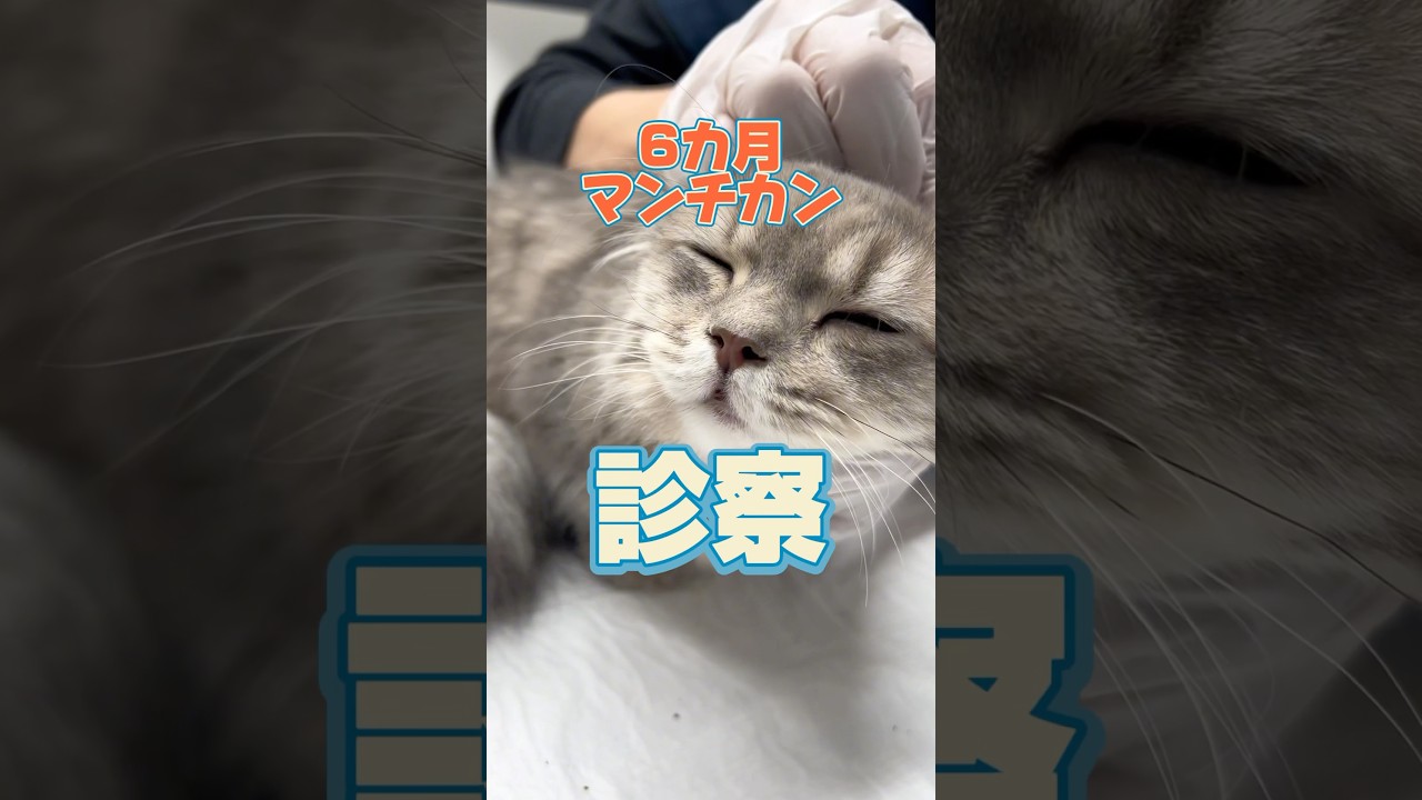 術前検査をしに6カ月のマンチカンが動物病院にやってきた！