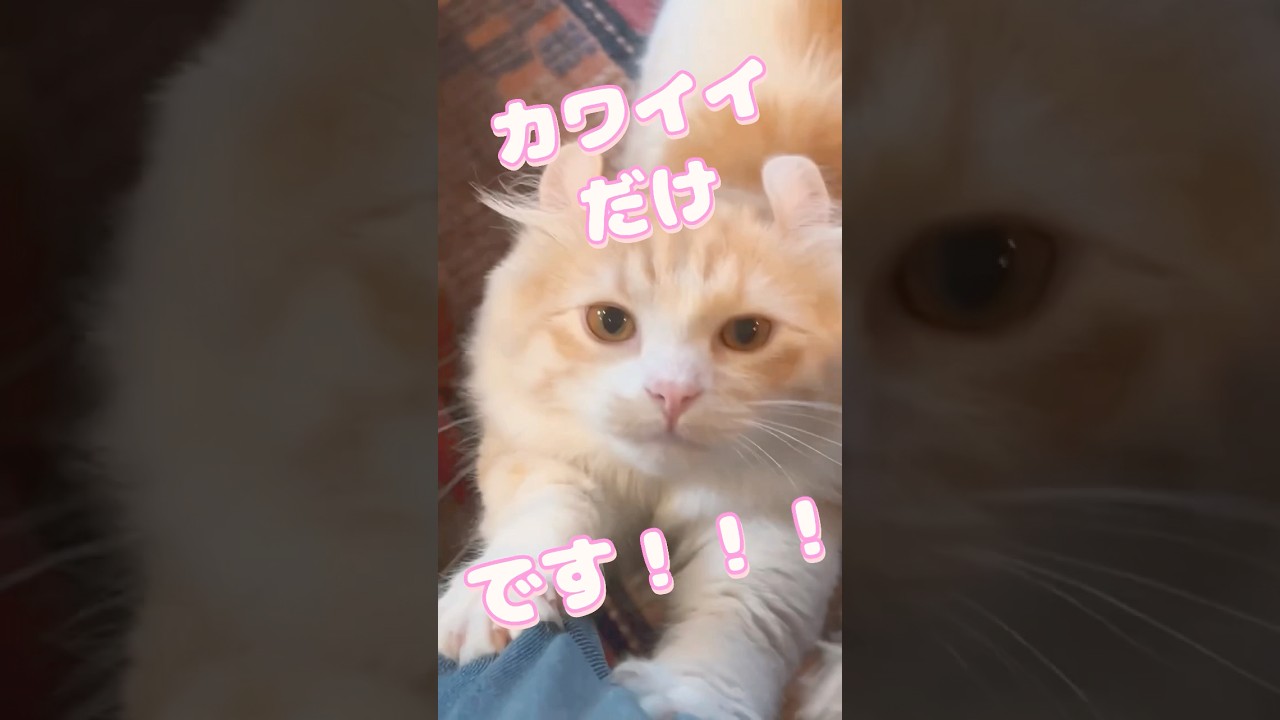カワイイだけです！ #猫 #キンカロー #マンチカン  #短足部 #cat