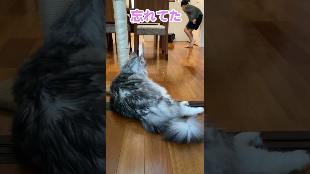 忘れ物！朝、少年を心配そうに見送る大型猫#メインクーン#shorts
