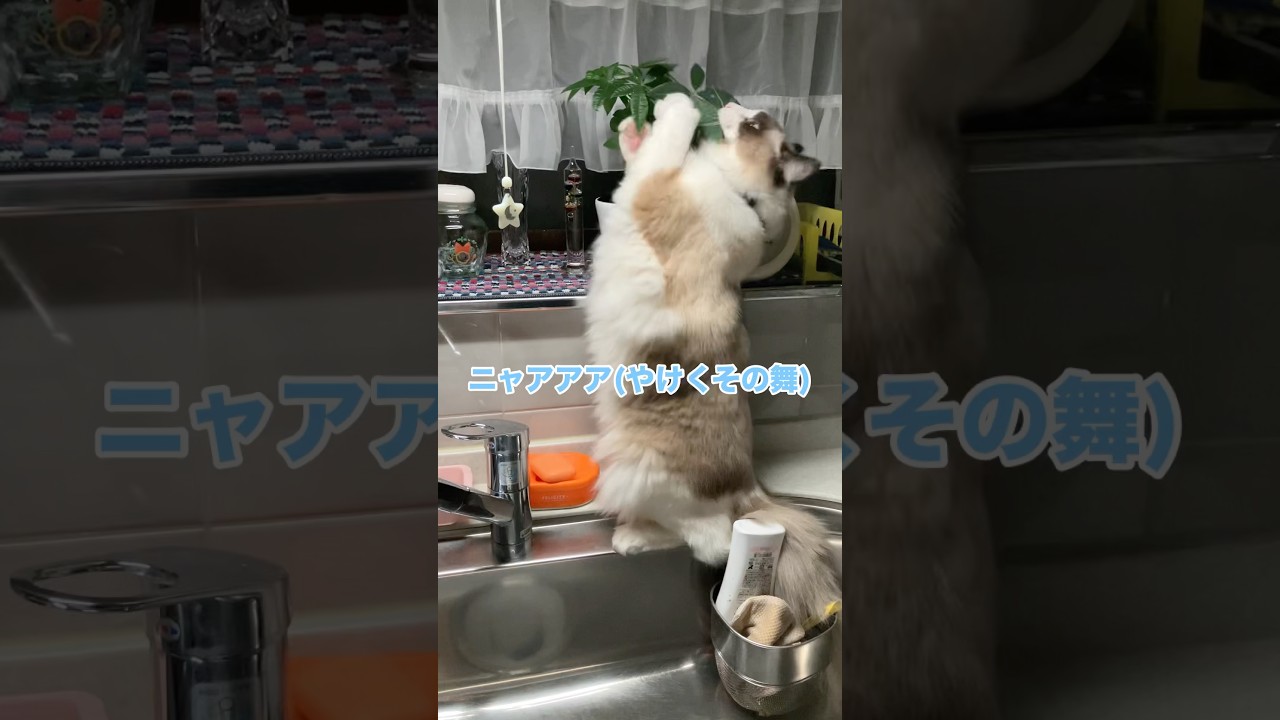 悪あがき（？）を覚えた猫　#猫 #cat #ラグドール