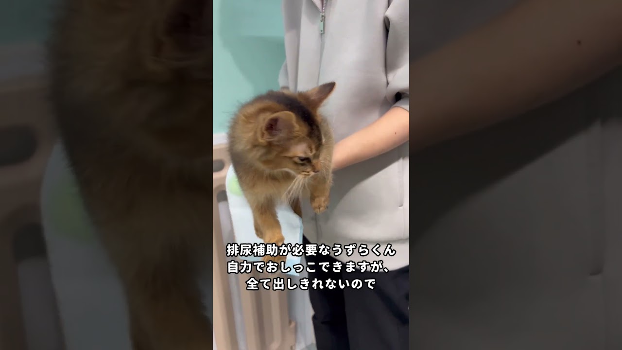 【里親募集中】キラキラおめめのうずらくん【ソマリ】#里親募集中 #保護猫を家族に #ソマリ #子猫