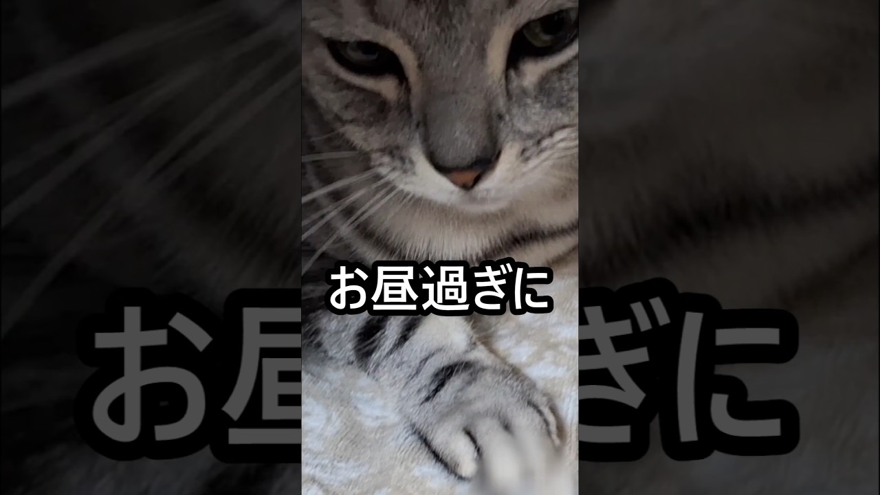 ｢#アメショ の男の子 キリアンの日常 今日も頑張るのさ！｣#shorts #アメリカンショートヘアー #cat #ねこ #猫#猫癒し
