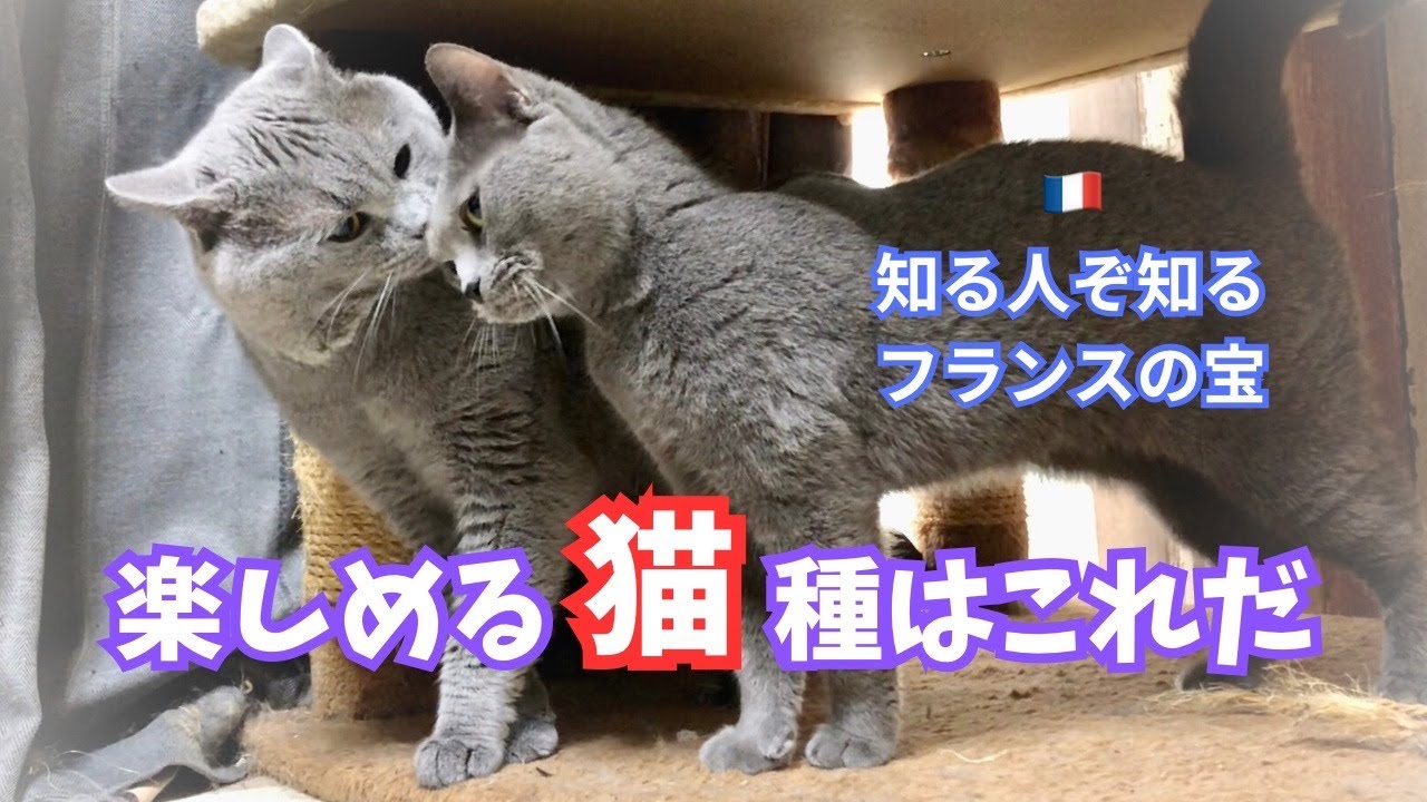 碧い彗星【シャルトリュー子猫】生まれました