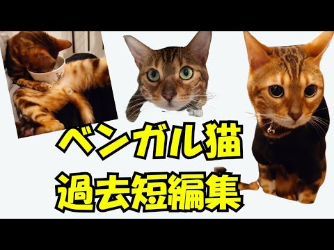 ベンガル猫の日常、短編動画でご紹介させて頂きます。だらしない、お利口さん、癒し、遊び好き。全て叶えてくれるドラえもん　#ベンガル #cat #猫のいる暮らし #かわいい #youtube