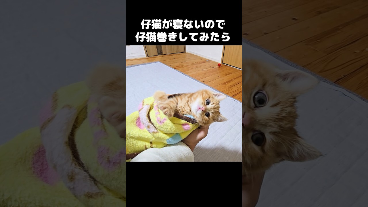 仔猫が寝ないので『子猫巻き』をしてみたらかわいすぎた...