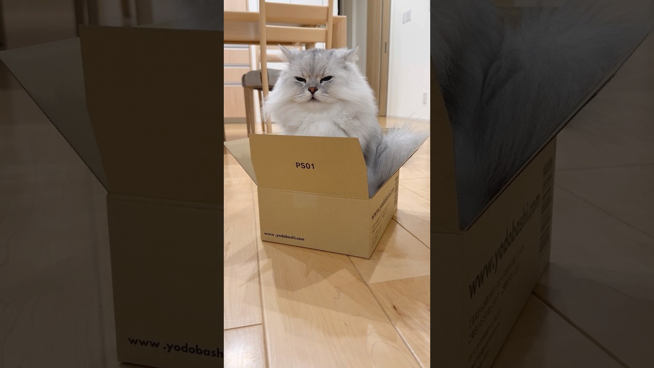 もふもふ猫の箱チェック 【サイベリアン】 #Shorts