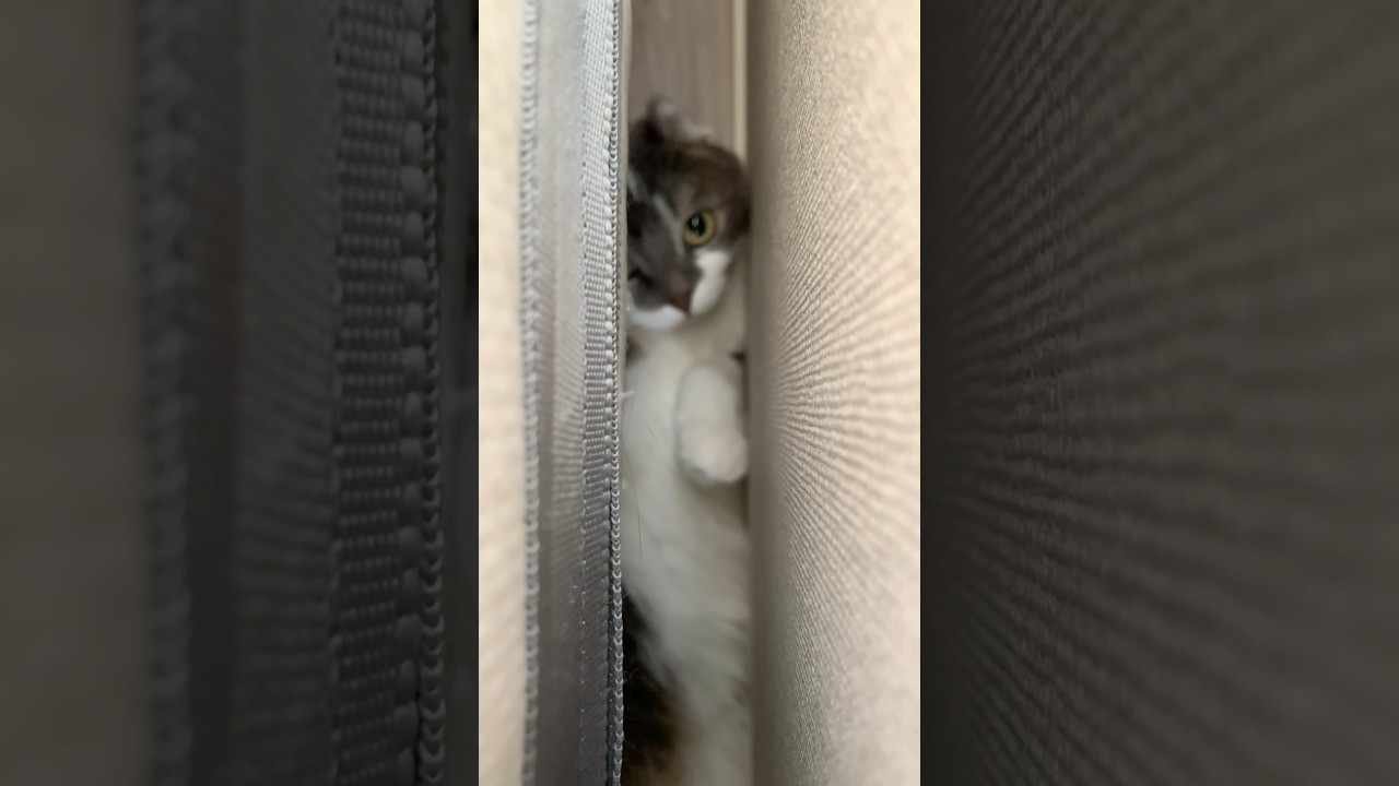 トムクルーズのような動きを見せるねこ #アメリカンカール #たぴ #cat #americancurl #猫のいる暮らし #猫好きさんと繋がりたい