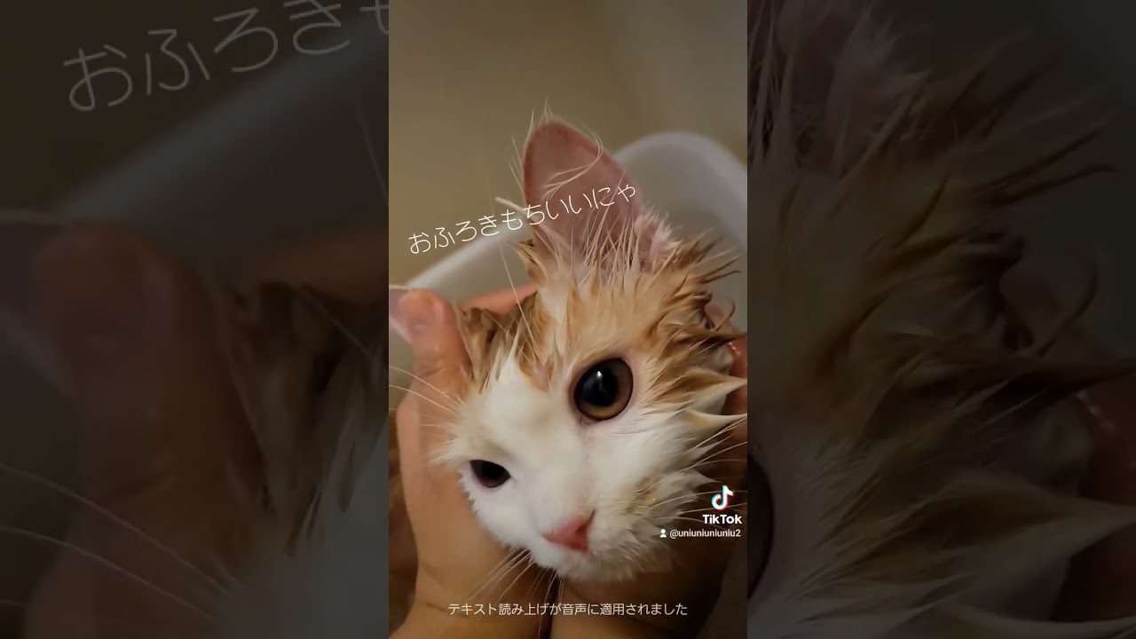 お風呂デビューの思い出 #ラガマフィン #猫動画 #子猫 #cat