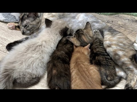 あれ？！子猫のおっぱいタイムに参加する兄猫【ラプ保護物語り＆お祭り兄弟日記】Brother cat mixing with nursing kittens.