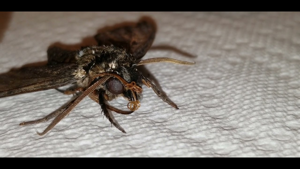 The Sphinx moth. She is still alive!!!