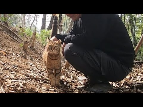 タケノコ掘りについて来た娘猫が父を手伝う⁉