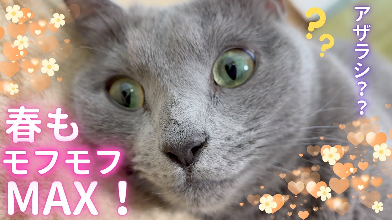 【猫ロシアンブルー】そらちゃん❤️春もモフモフMAX‼️