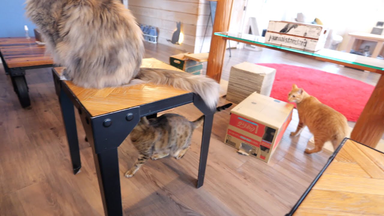 立ち上がるメインクーンのメイさん　ロイくんは元気に走り回ります