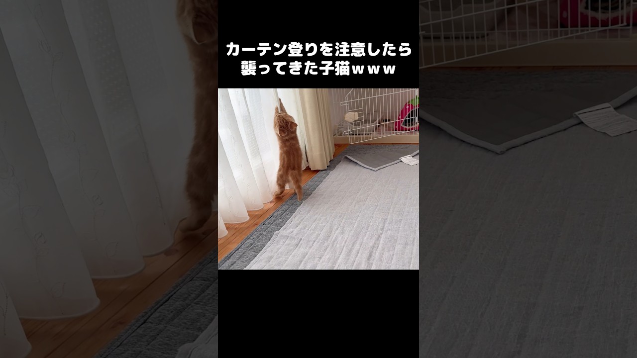 カーテン登りを注意したら子猫が襲ってきた...笑